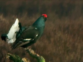 the black grouse (no audio)