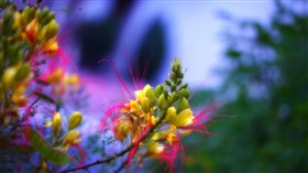 Yellowbird_4K UHD