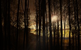 Twilite Forest