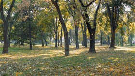Autumn Leaves Falling in the Park