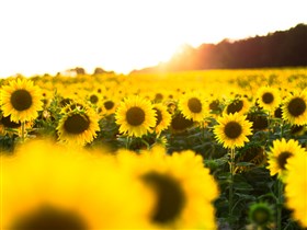 Sunflower Field