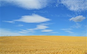 Summer Countryside