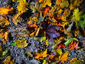 Autumn Leaves on Ground