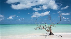 Tree at Cayo Jutias, Cuba