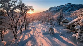 Yellow Sun