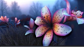 Harris Lily