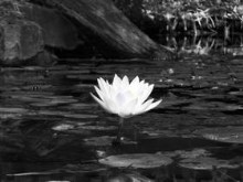 Zu's Lilly