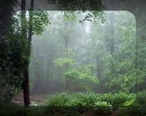 Misty Morning