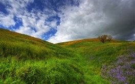 Wildflowers III