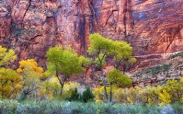 Zion Fall I
