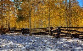 Fall into Winter