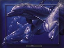 Dolphin Quest