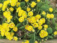 cactus plant
