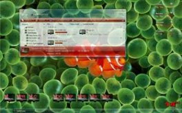 Clown Fish in Vista