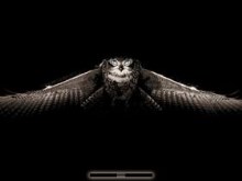 in Flying