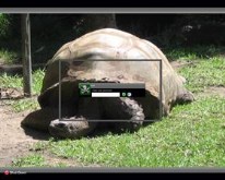 WildLife