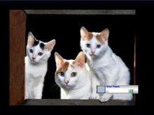 Cute Kittens