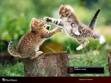 Playtime for Kittiens v2.0