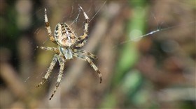 spider