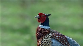 Pheasant