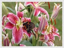 framed lily
