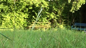 Blade of grass