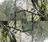 Framed Nature