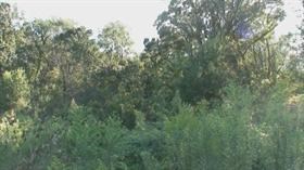 SunnyForestDay_03
