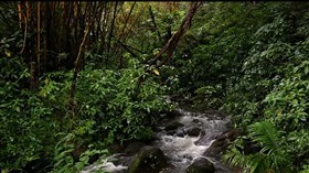 Hawaii_Rainforest_Creek