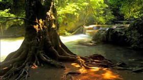 Rainforewst_Waterfall_Tree
