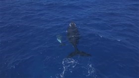 Humpback_Whales