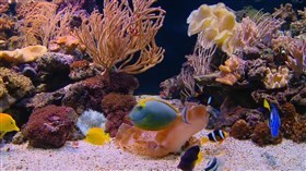 Tropical_Aquarium_2