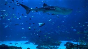 Georgia_Aquarium