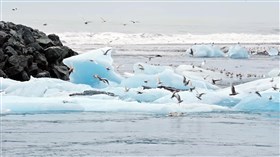 The Sea Birds