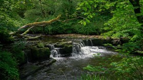 Nice Little Forest Waterfall