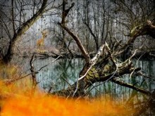 Swamp_Fire