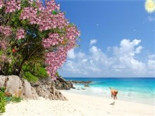 Beach_Puppy