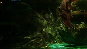 Awesome_Fishtank