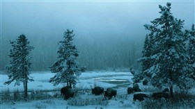 Snowy Buffalo Park
