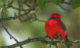 Vermilion Flycatcher