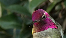Anna's Hummingbird