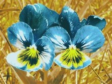 Viola tricolor