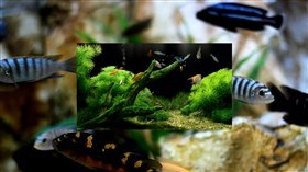 Aquarium P.I.P.
