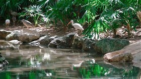 On The Pond