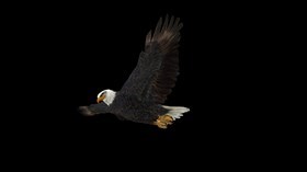 4K Eagle Gliding
