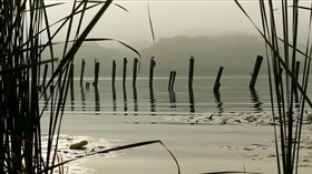 Foggy River