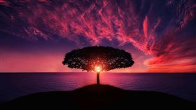 Loner Sunset