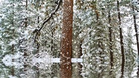 Winter White