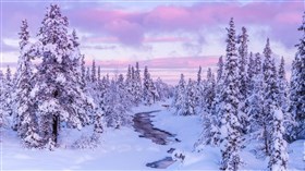 Snow Scene