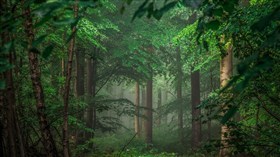 8K Forest Greens